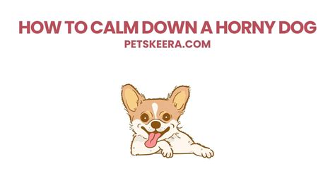 horny dog|How To Calm Down A Horny Dog